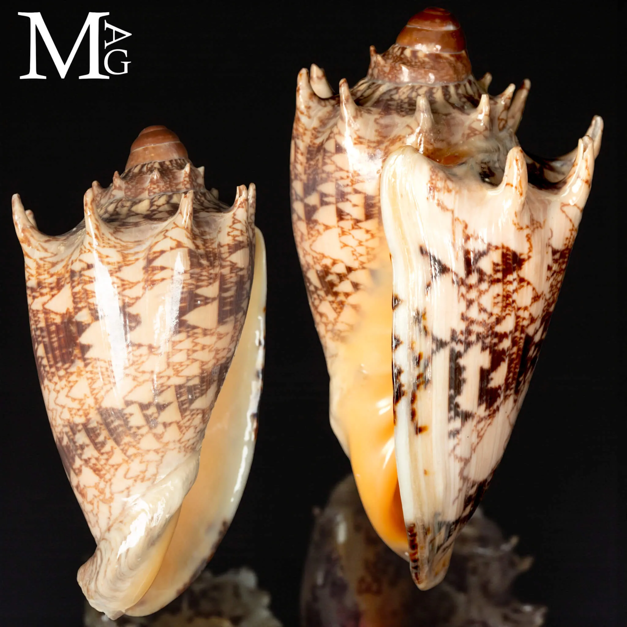 Cymbiola Imperialis -  Lightfoot, 1786.