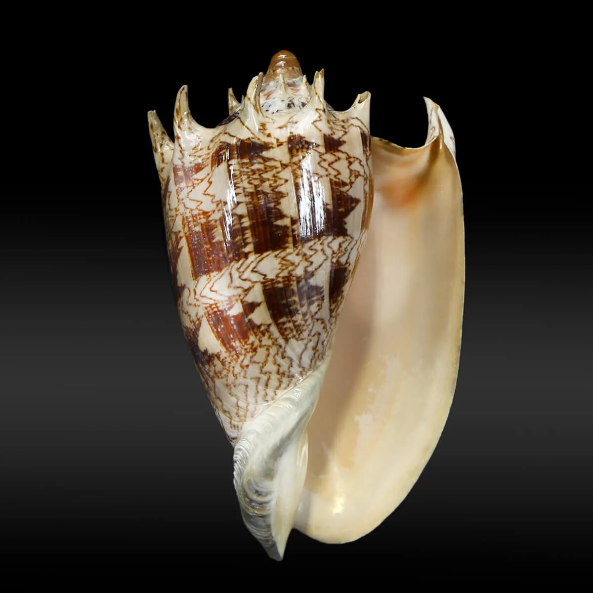 Cymbiola Imperialis XL