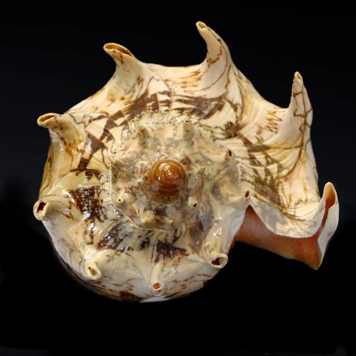 Cymbiola Imperialis XL