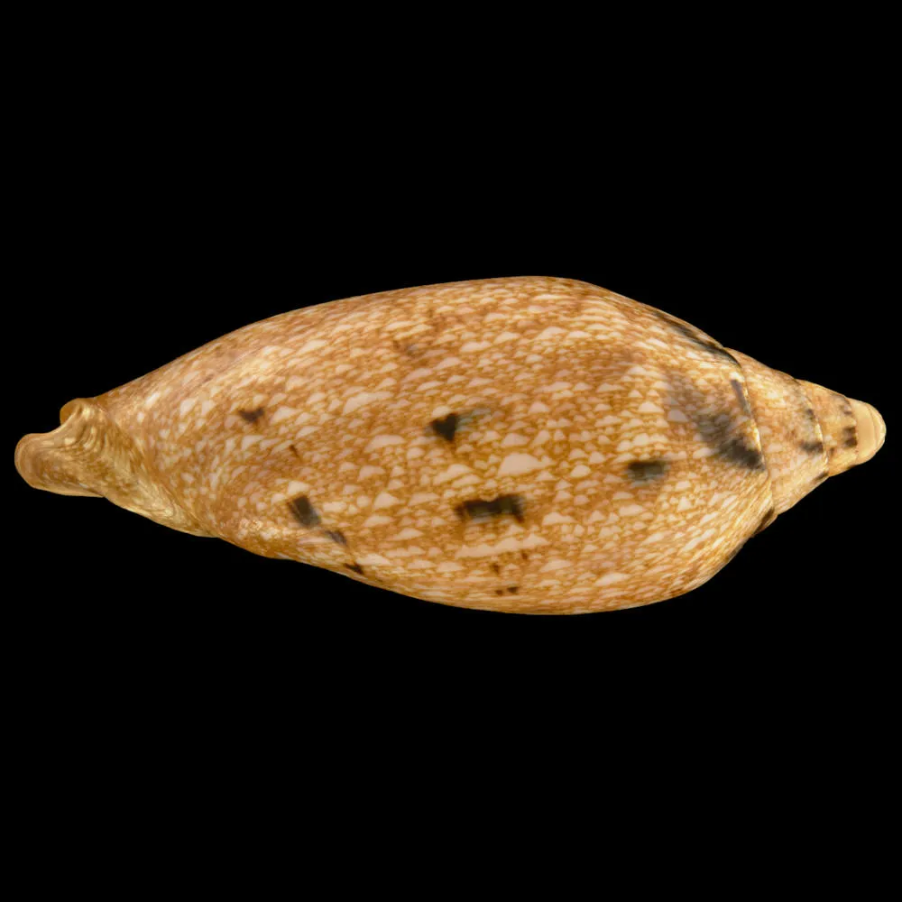 Cymbiola Innexa f. Marispuma