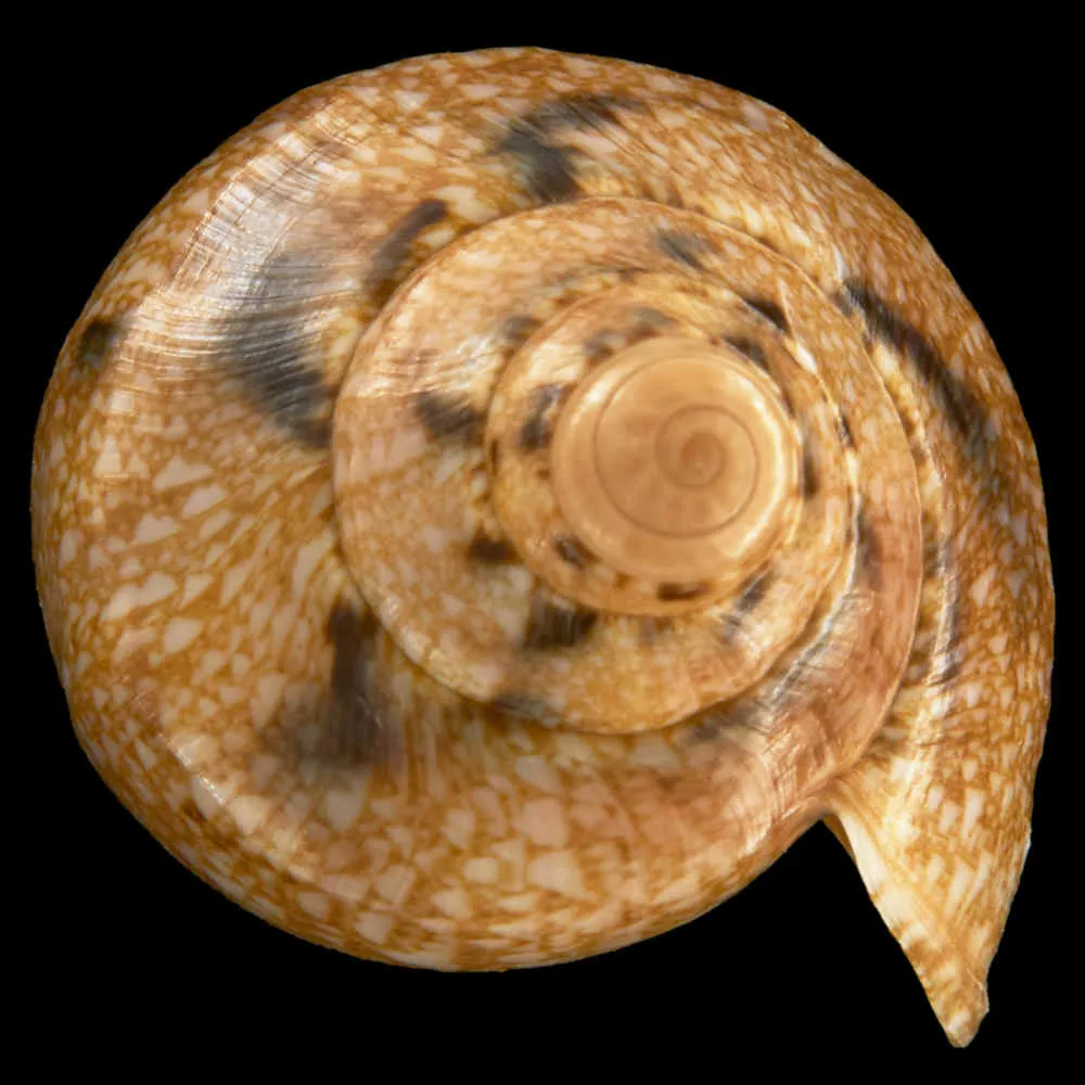 Cymbiola Innexa f. Marispuma