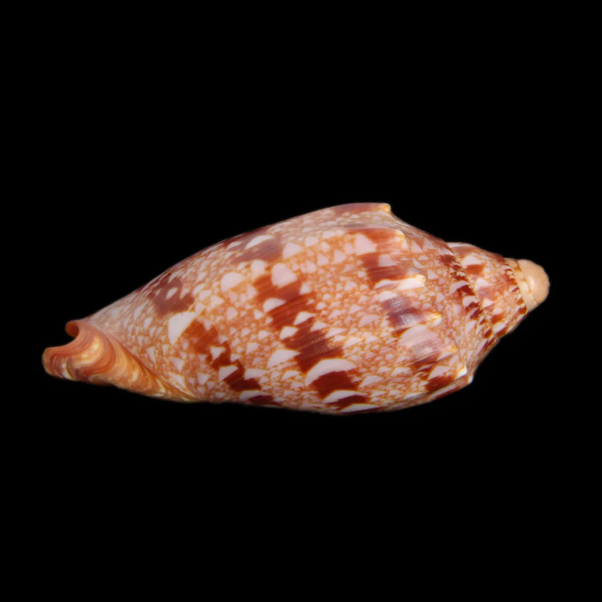 Cymbiola Innexa F. Marispuma