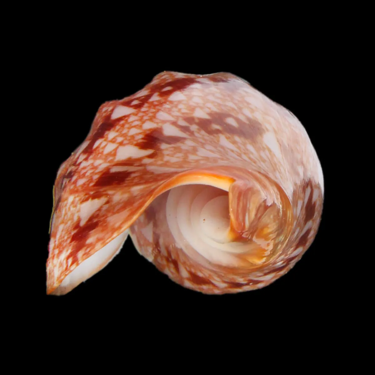 Cymbiola Innexa F. Marispuma