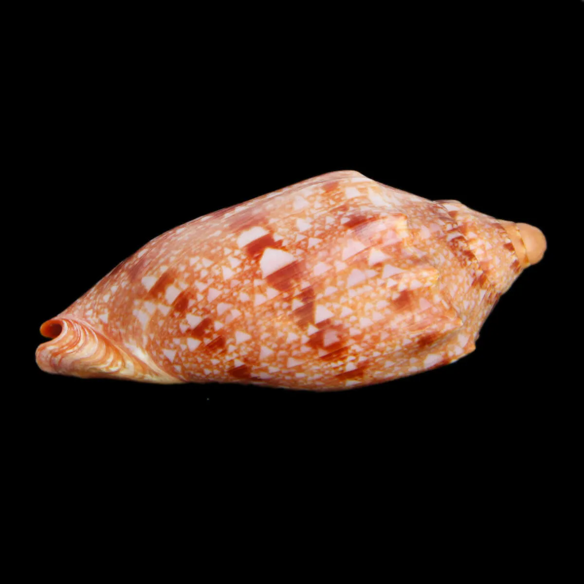 Cymbiola Innexa F. Marispuma