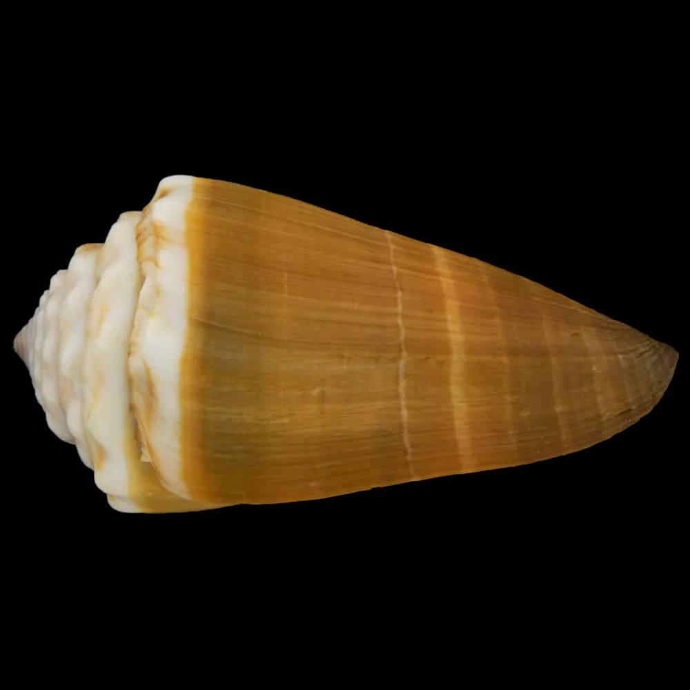 Conus Lividus