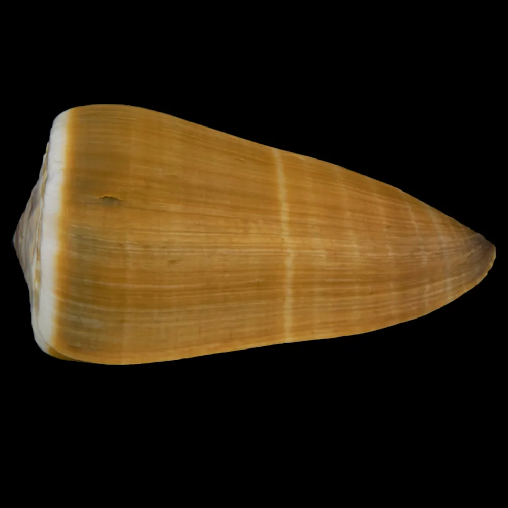 Conus Lividus