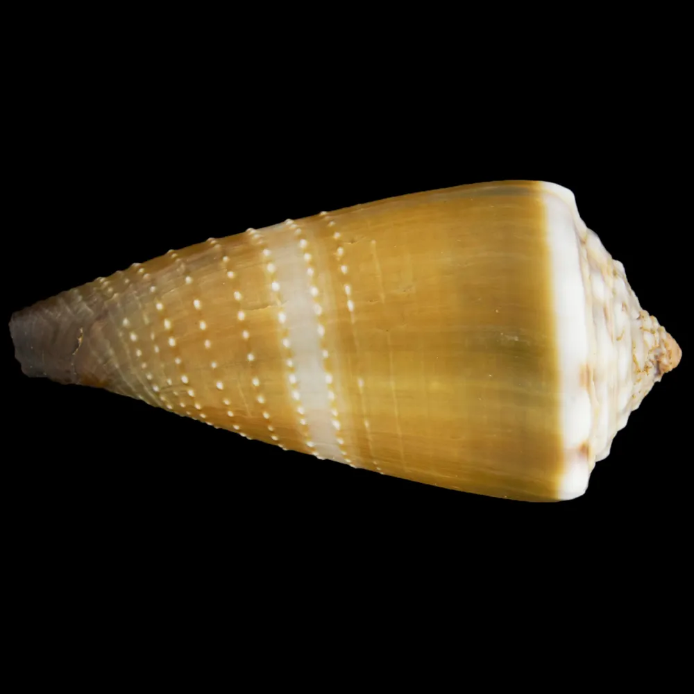 Conus Lividus