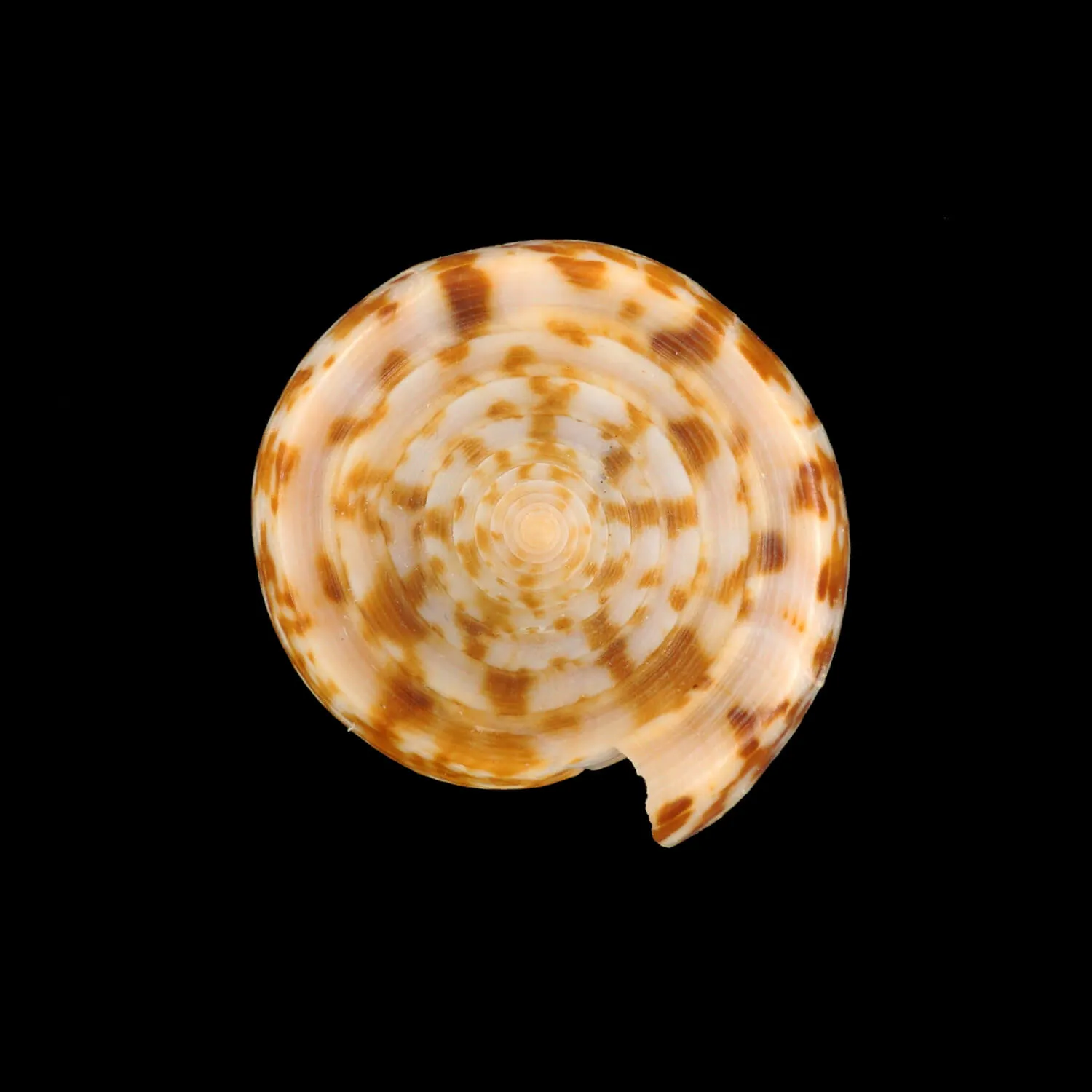 Conus Lynceus