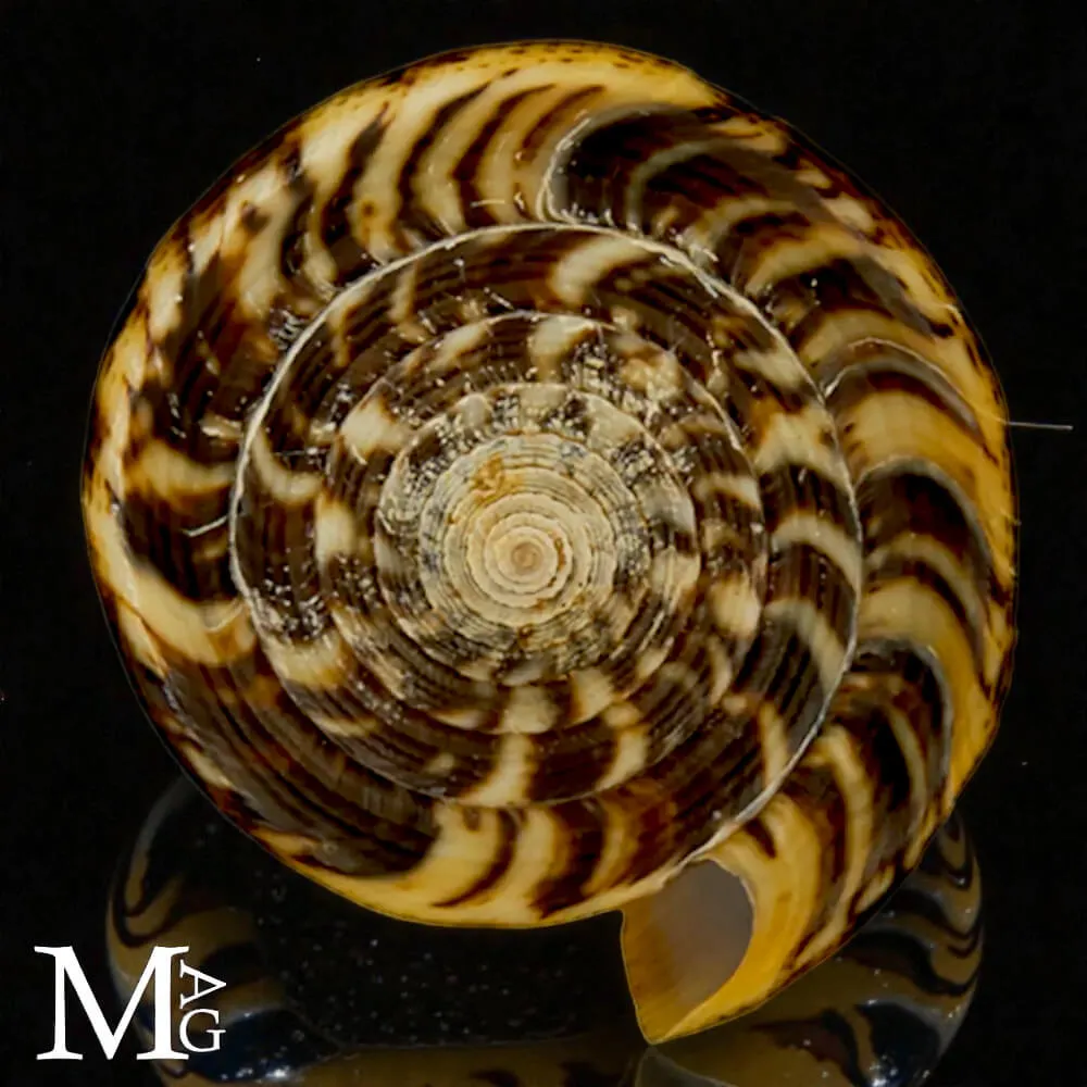 Conus Magus forma Circae