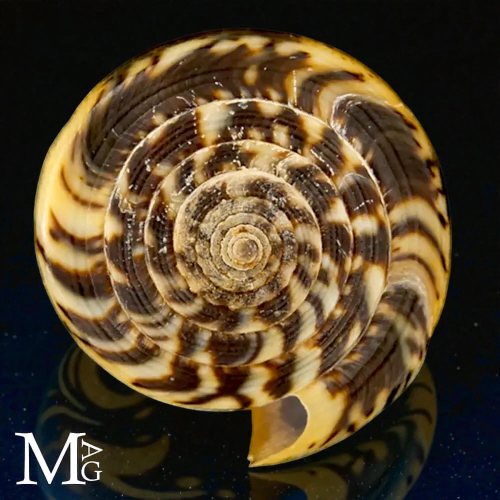Conus Magus forma Circae – Nuova Caledonia