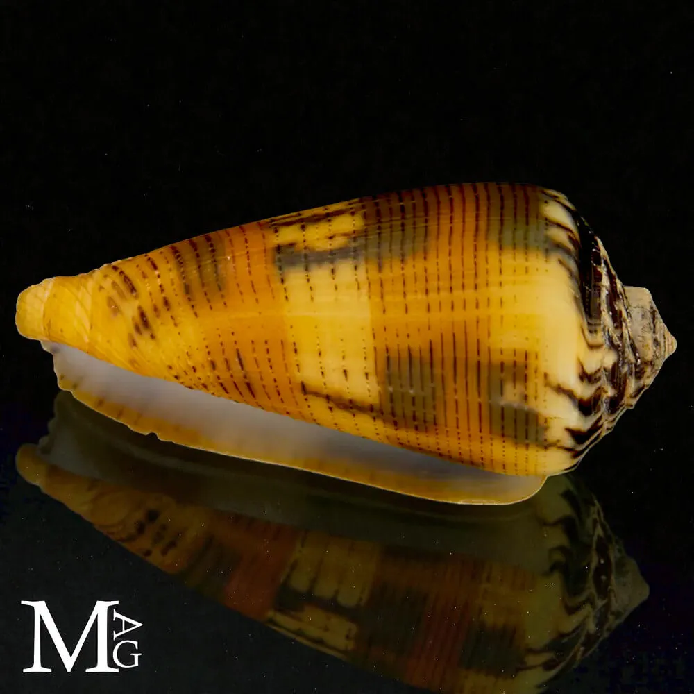 Conus Magus forma Circae – Nuova Caledonia