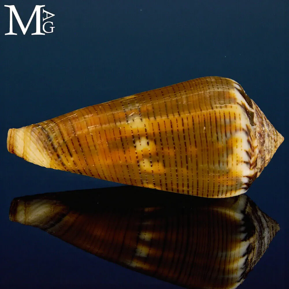 Conus (Pionoconus) Magus f. Circae