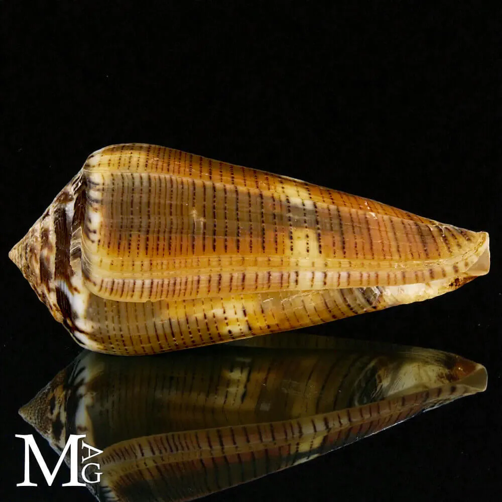 Conus (Pionoconus) Magus f. Circae