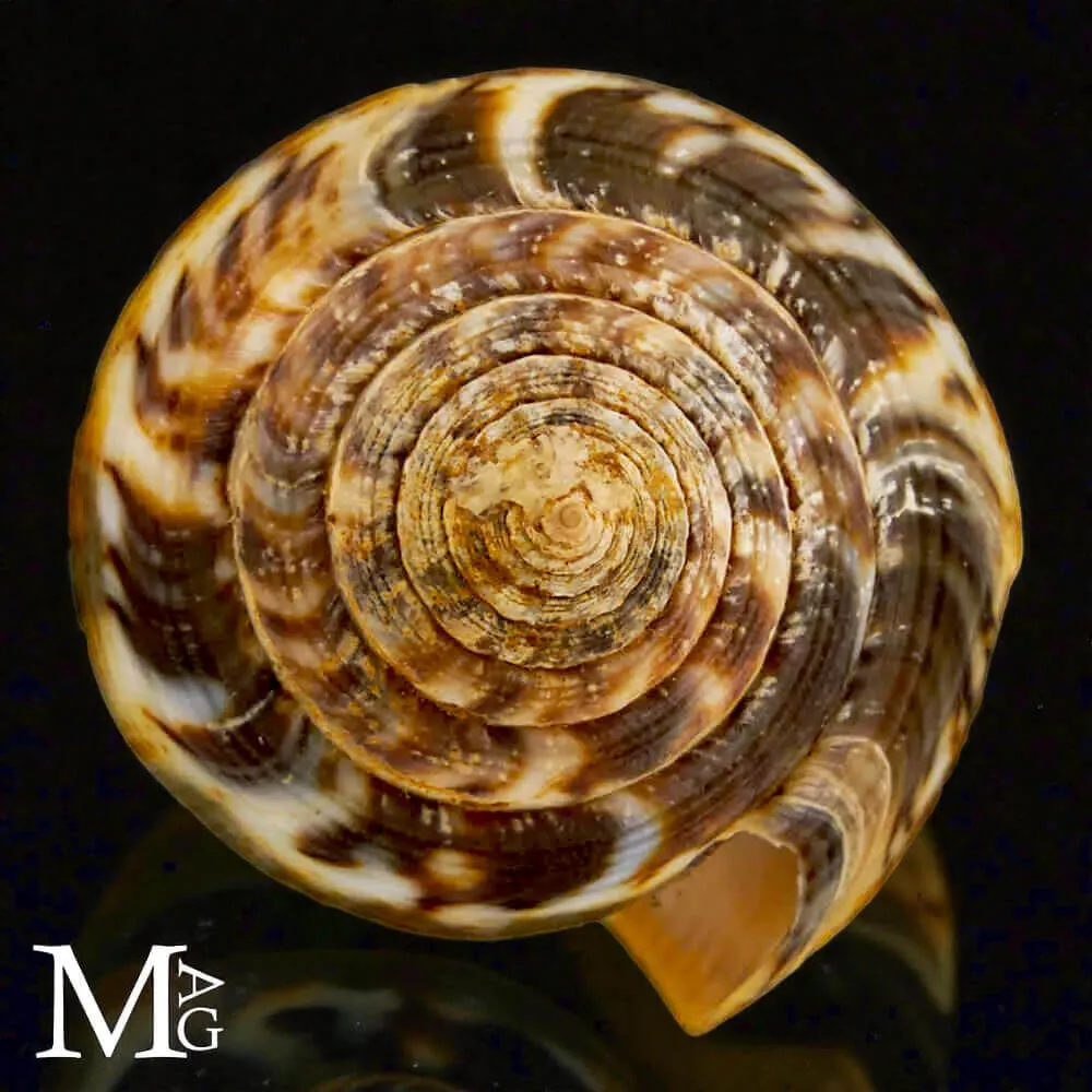 Conus (Pionoconus) Magus f. Circae