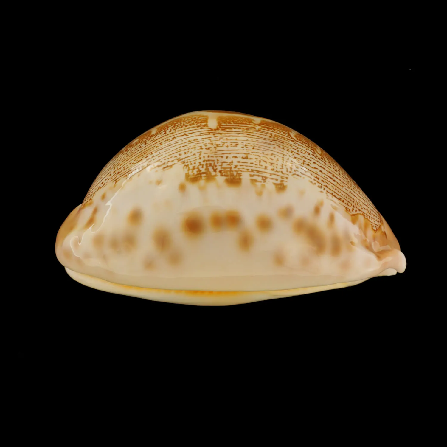 Leporicypraea Mappa