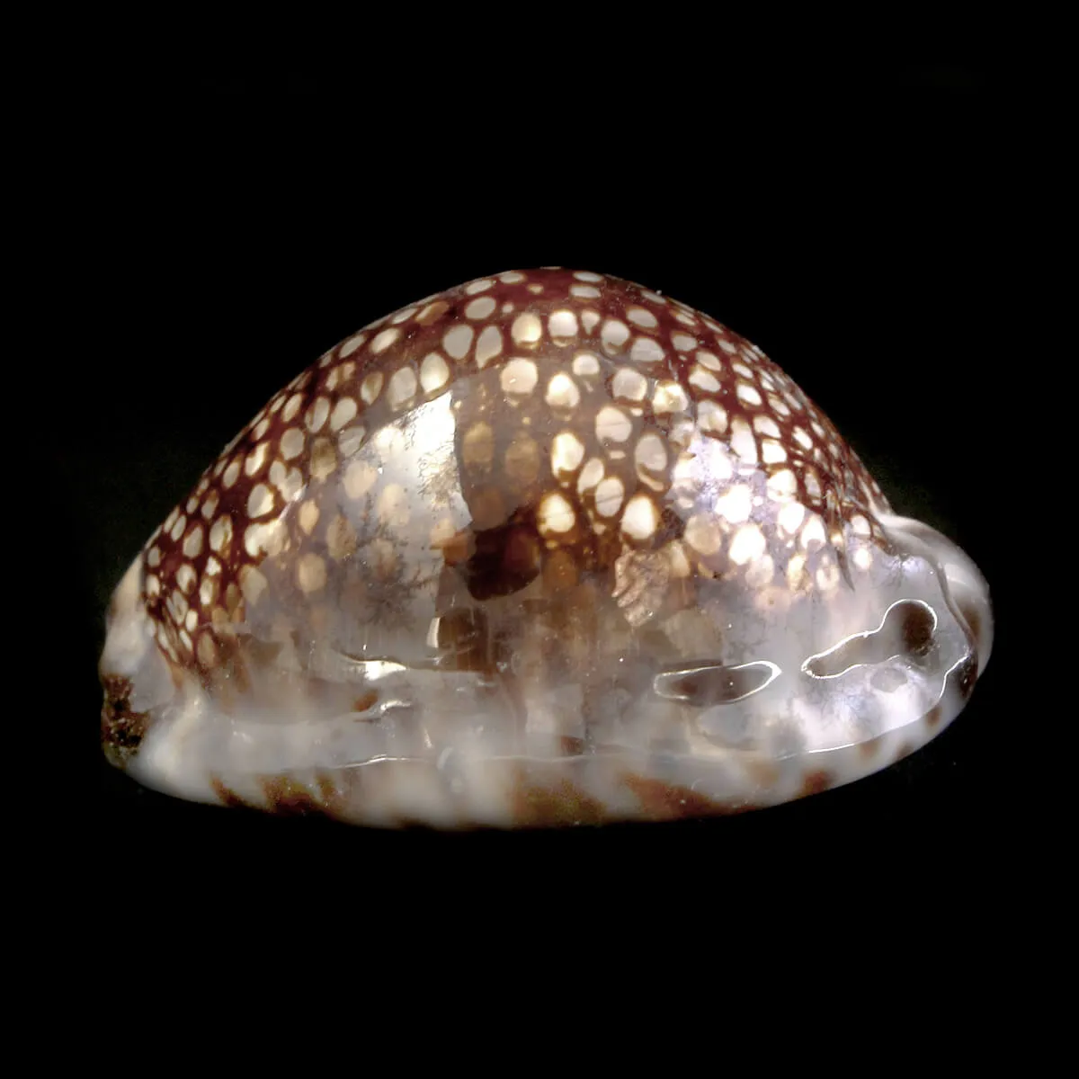 Cypraea Maculifera