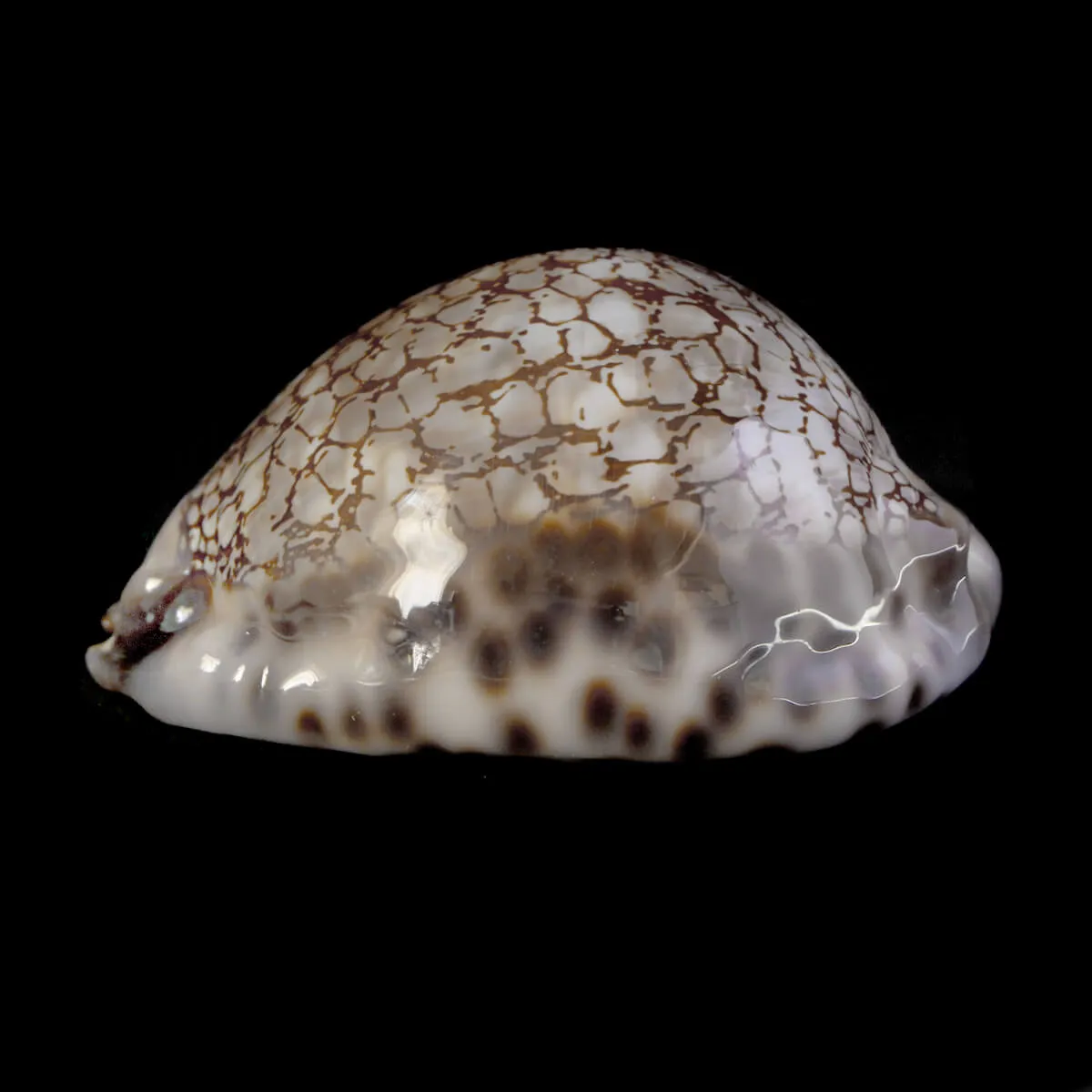 Cypraea Maculifera