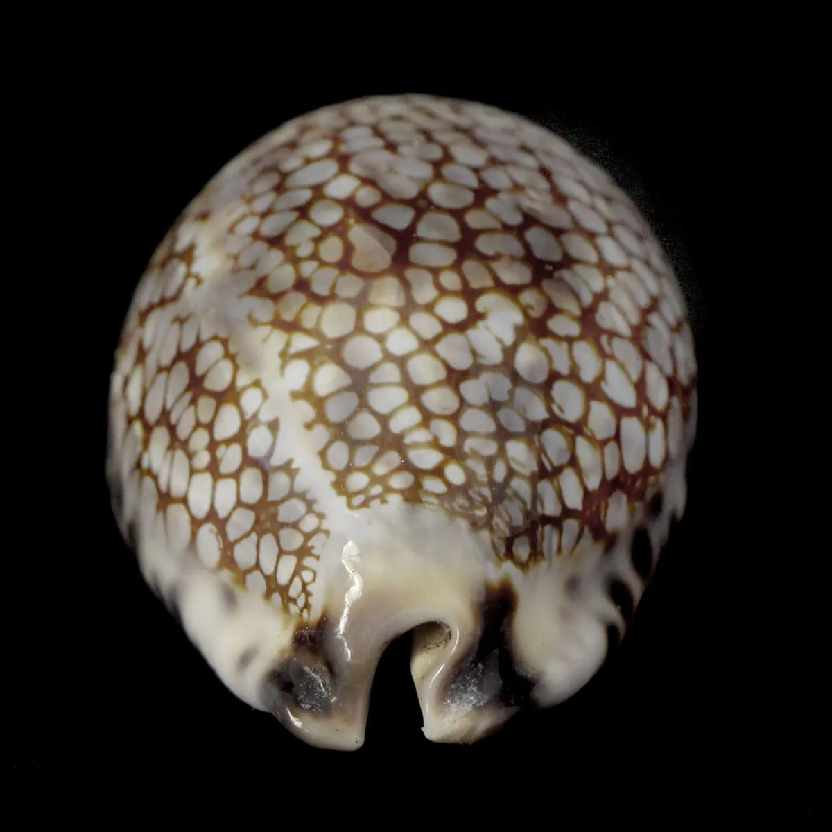 Mauritia Histrio