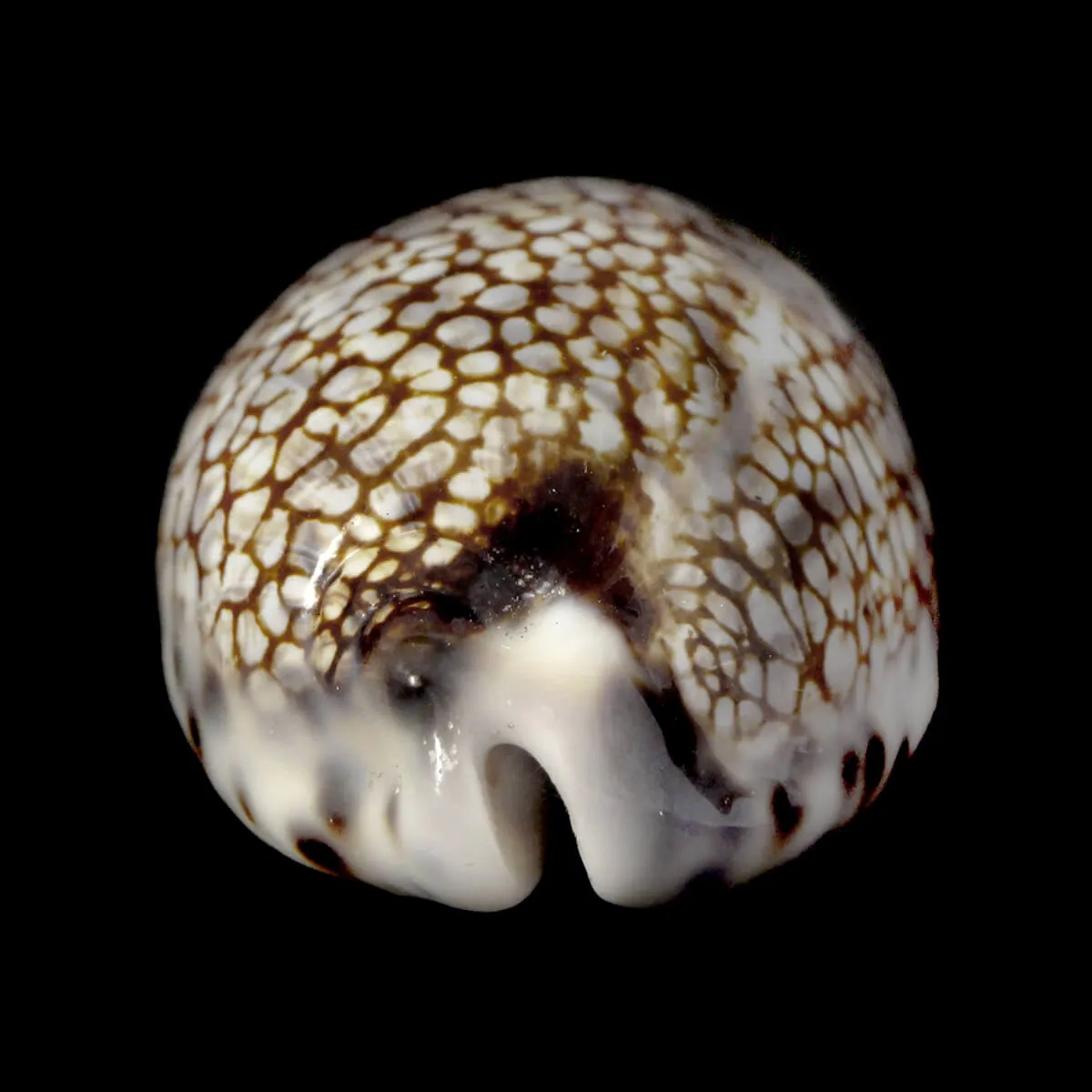 Mauritia Histrio