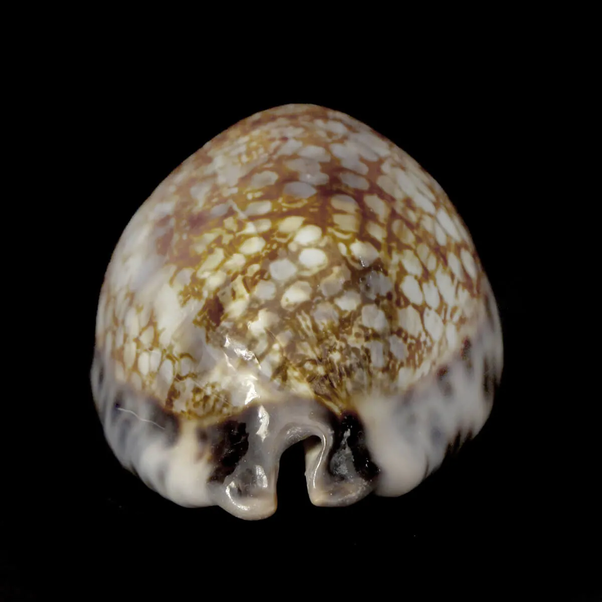 Mauritia Histrio XL