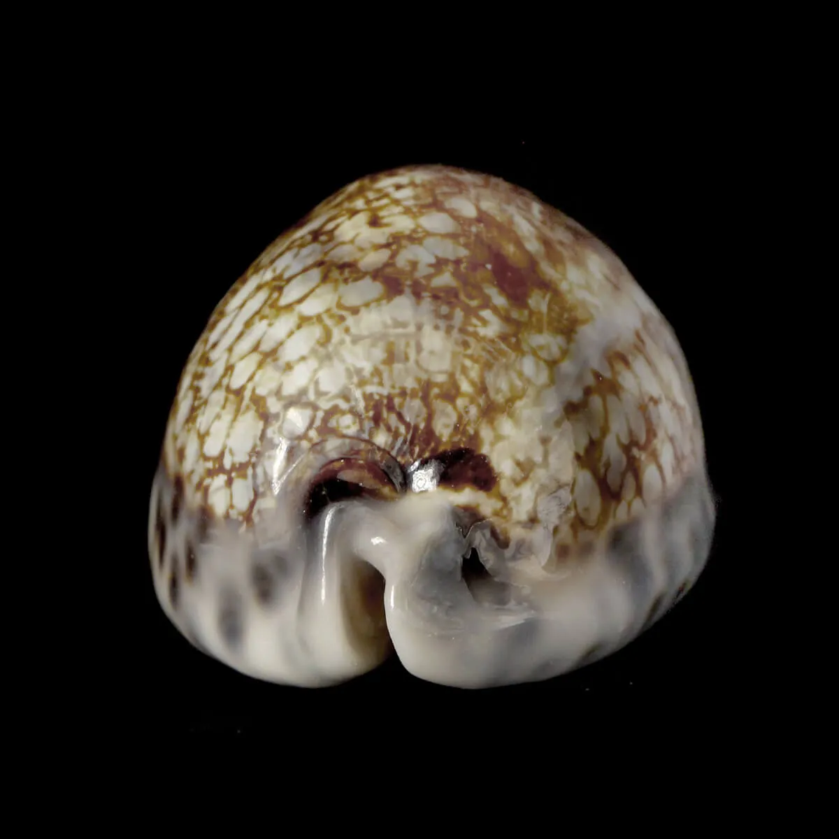 Mauritia Histrio XL