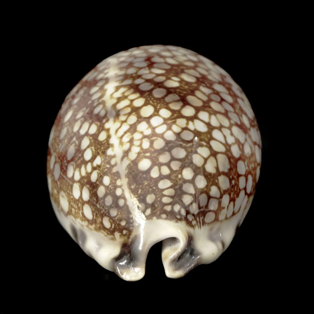 Mauritia Histrio