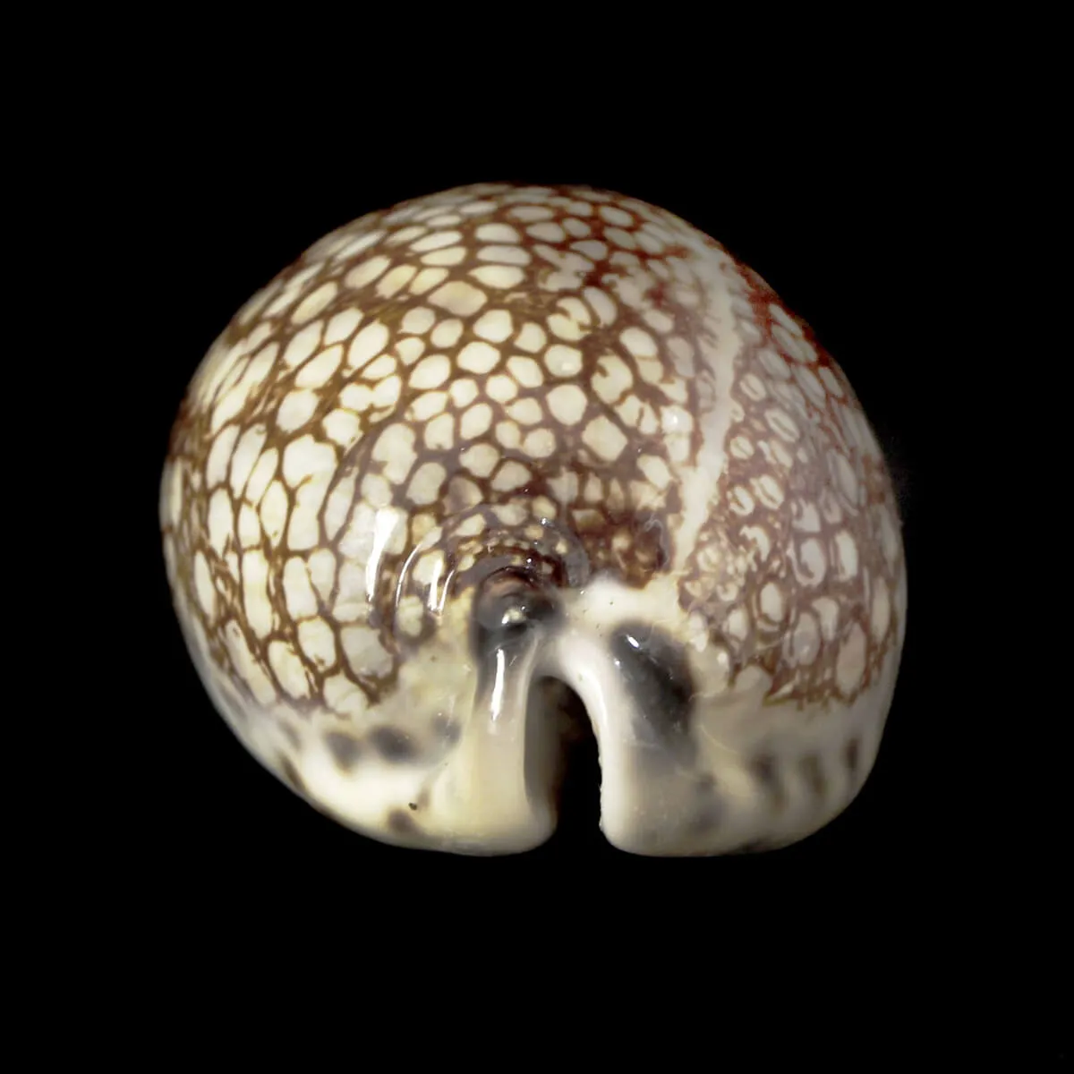 Mauritia Histrio