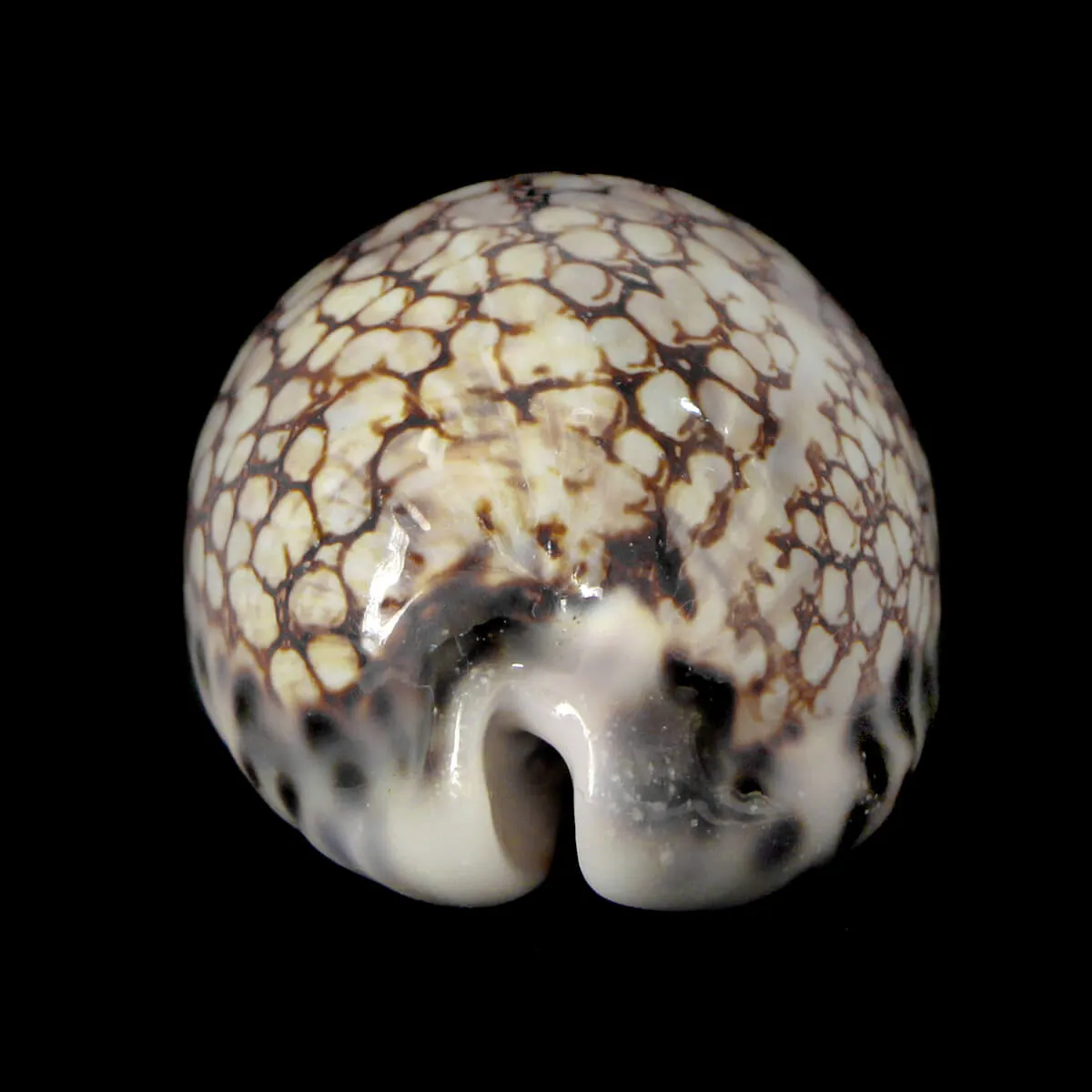Mauritia Histrio