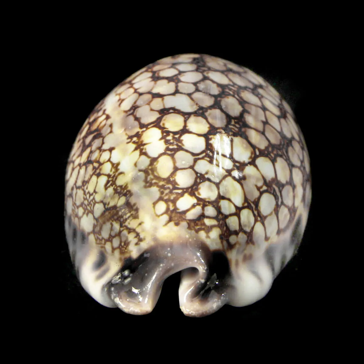 Mauritia Histrio