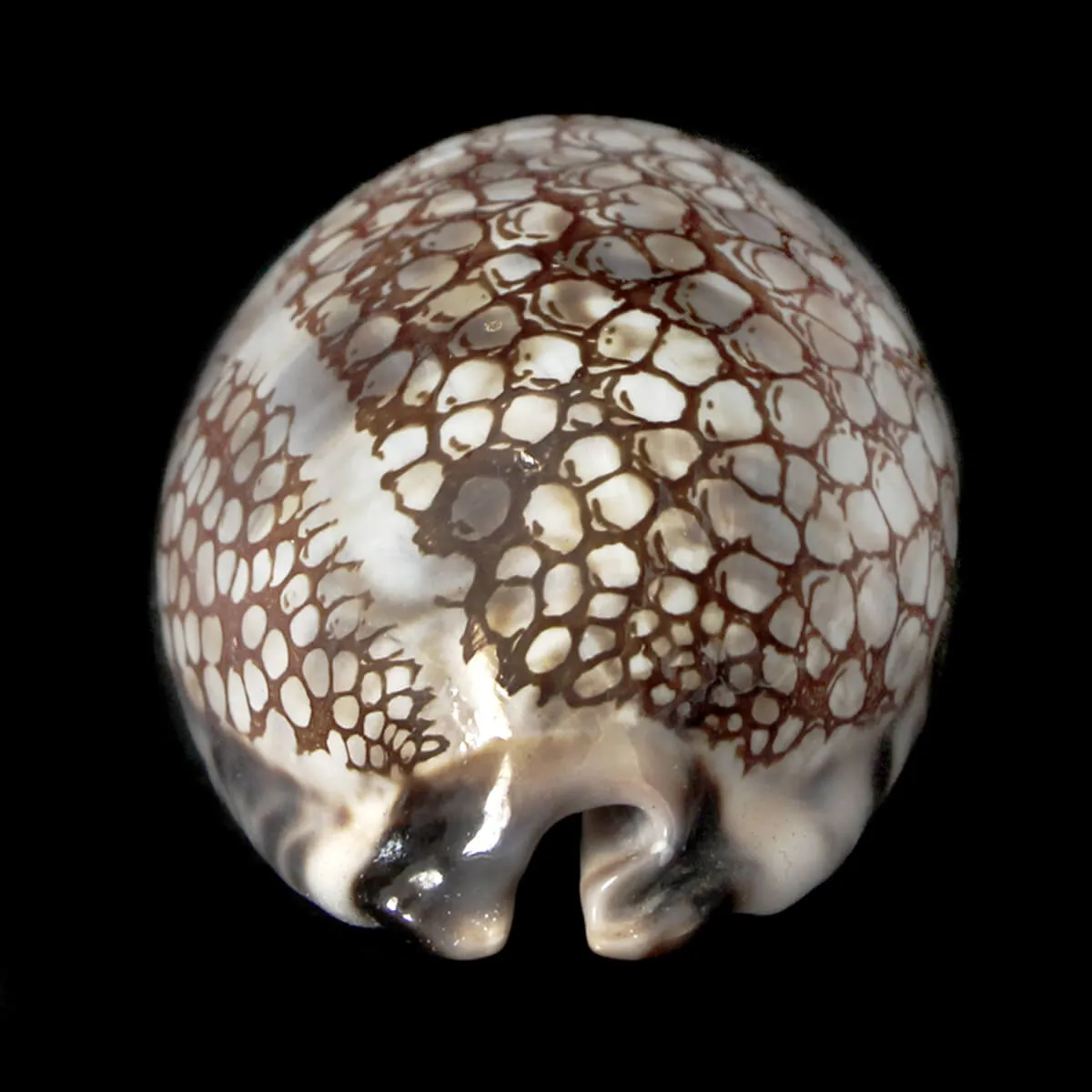 Mauritia Histrio