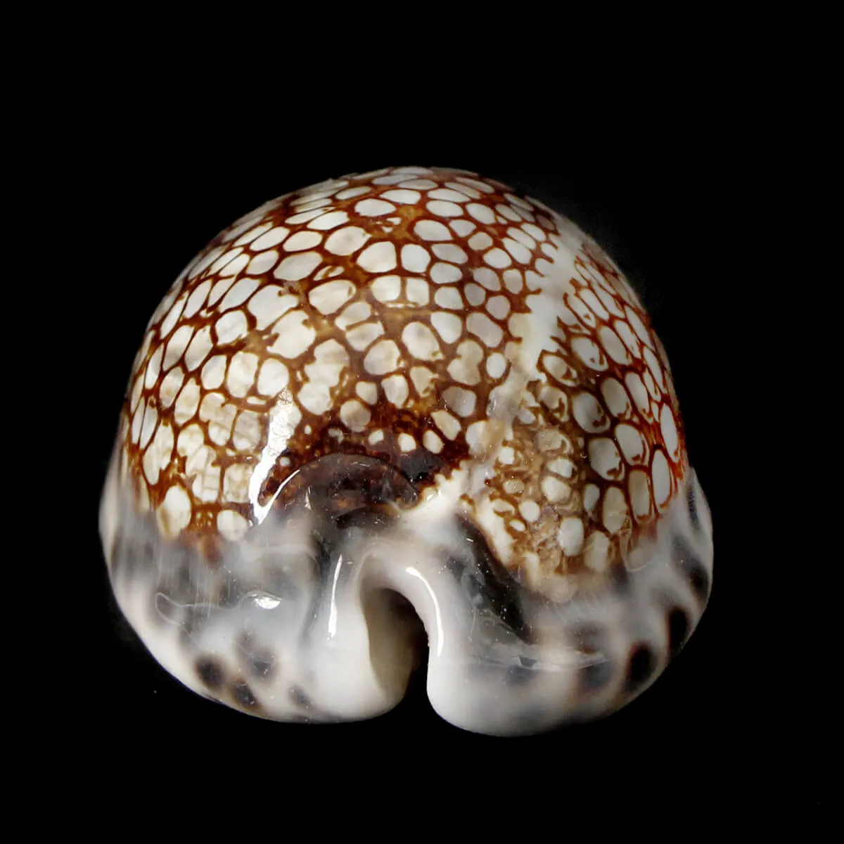 Mauritia Histrio