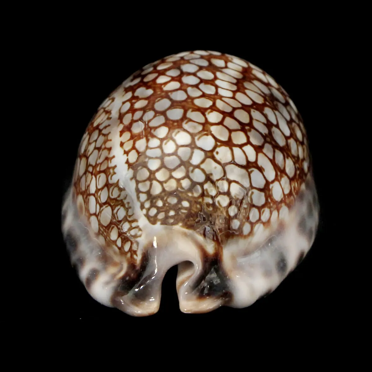 Mauritia Histrio