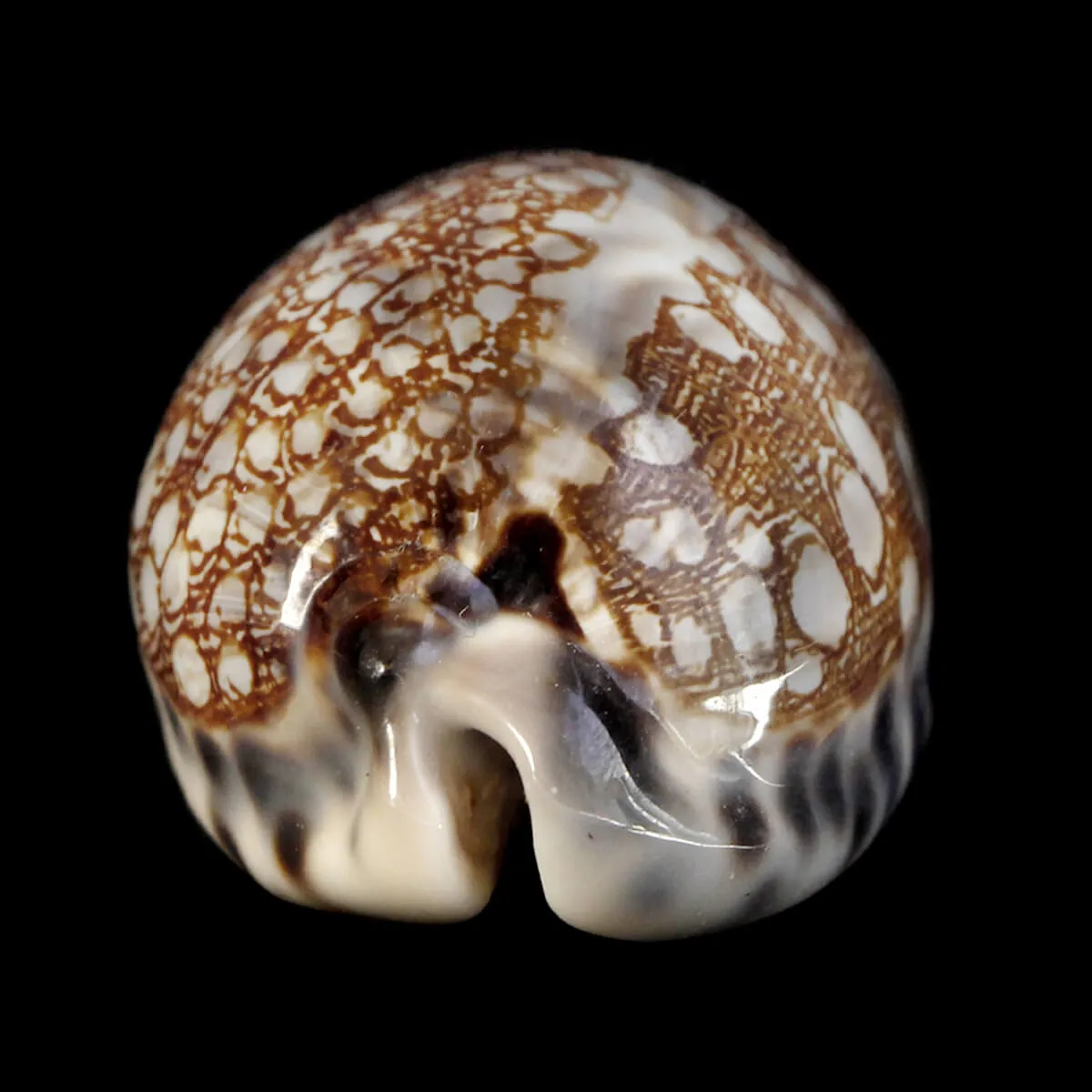 Mauritia Histrio