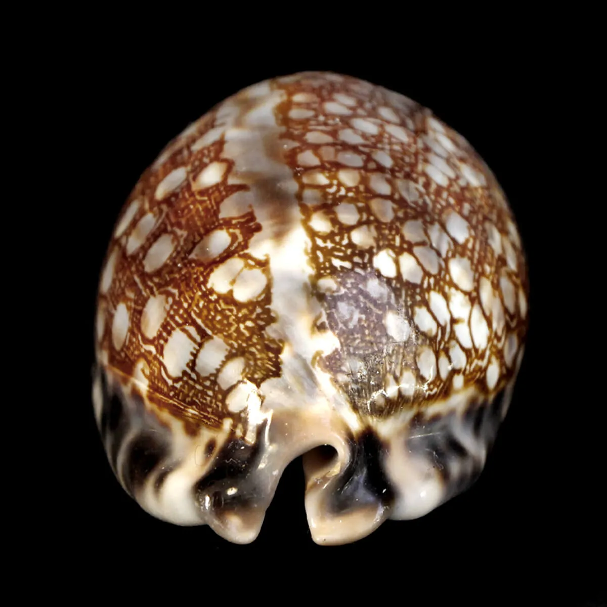 Mauritia Histrio