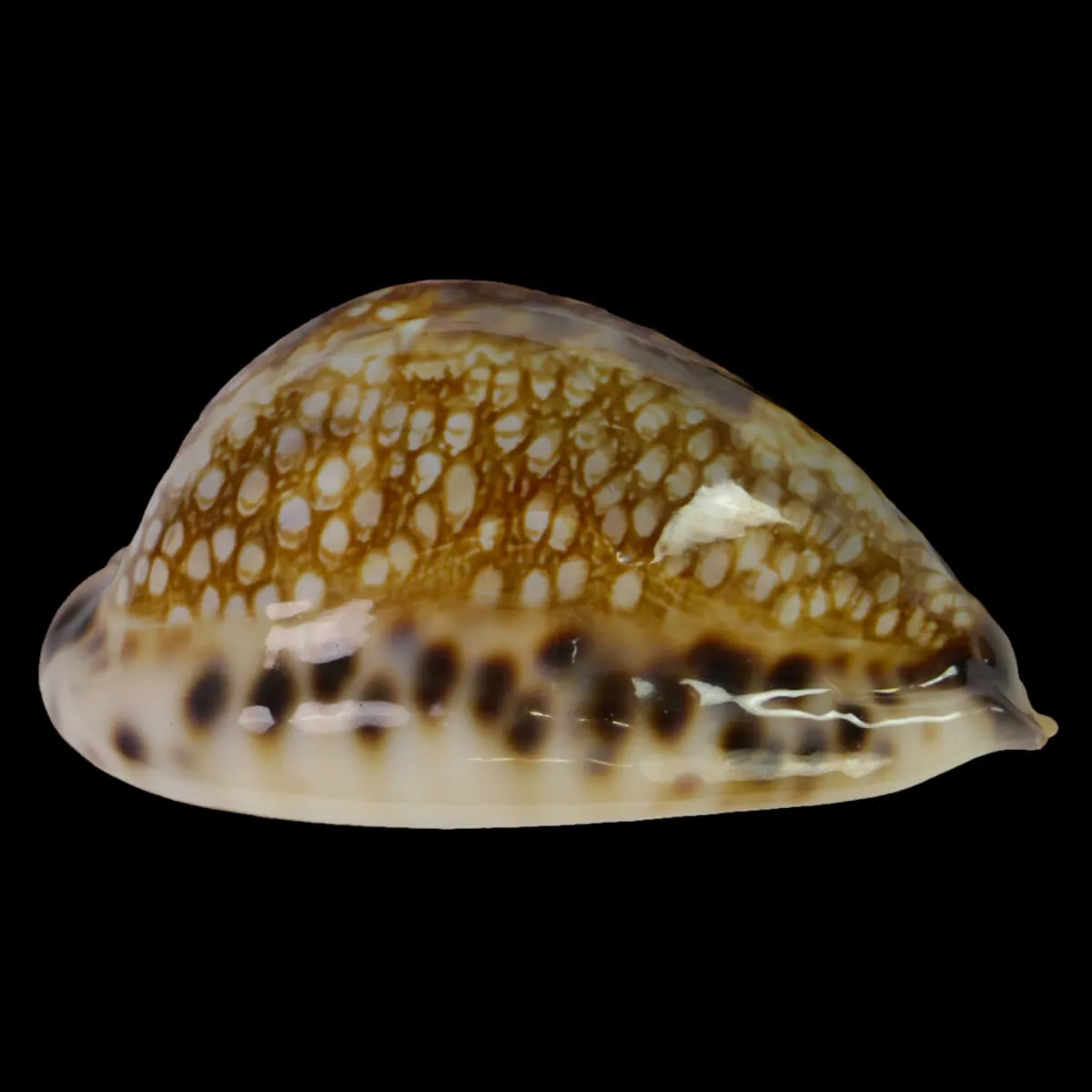 Mauritia Histrio