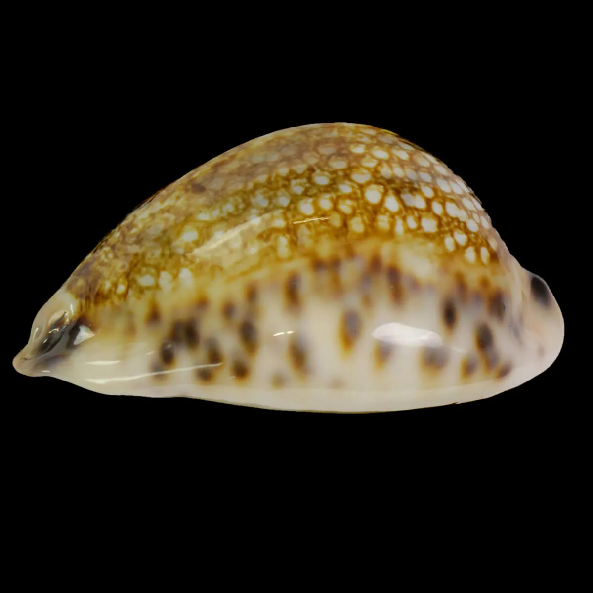 Mauritia Histrio