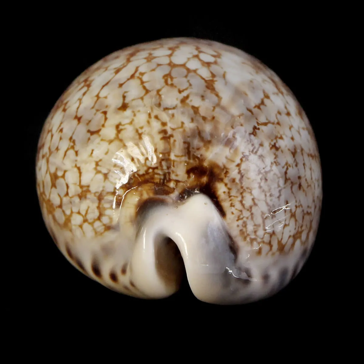 Mauritia Histrio