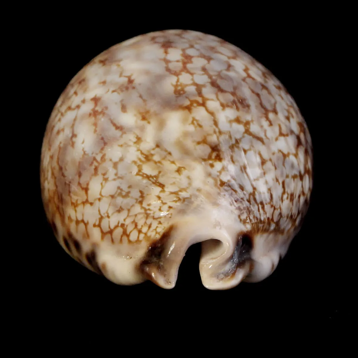 Mauritia Histrio