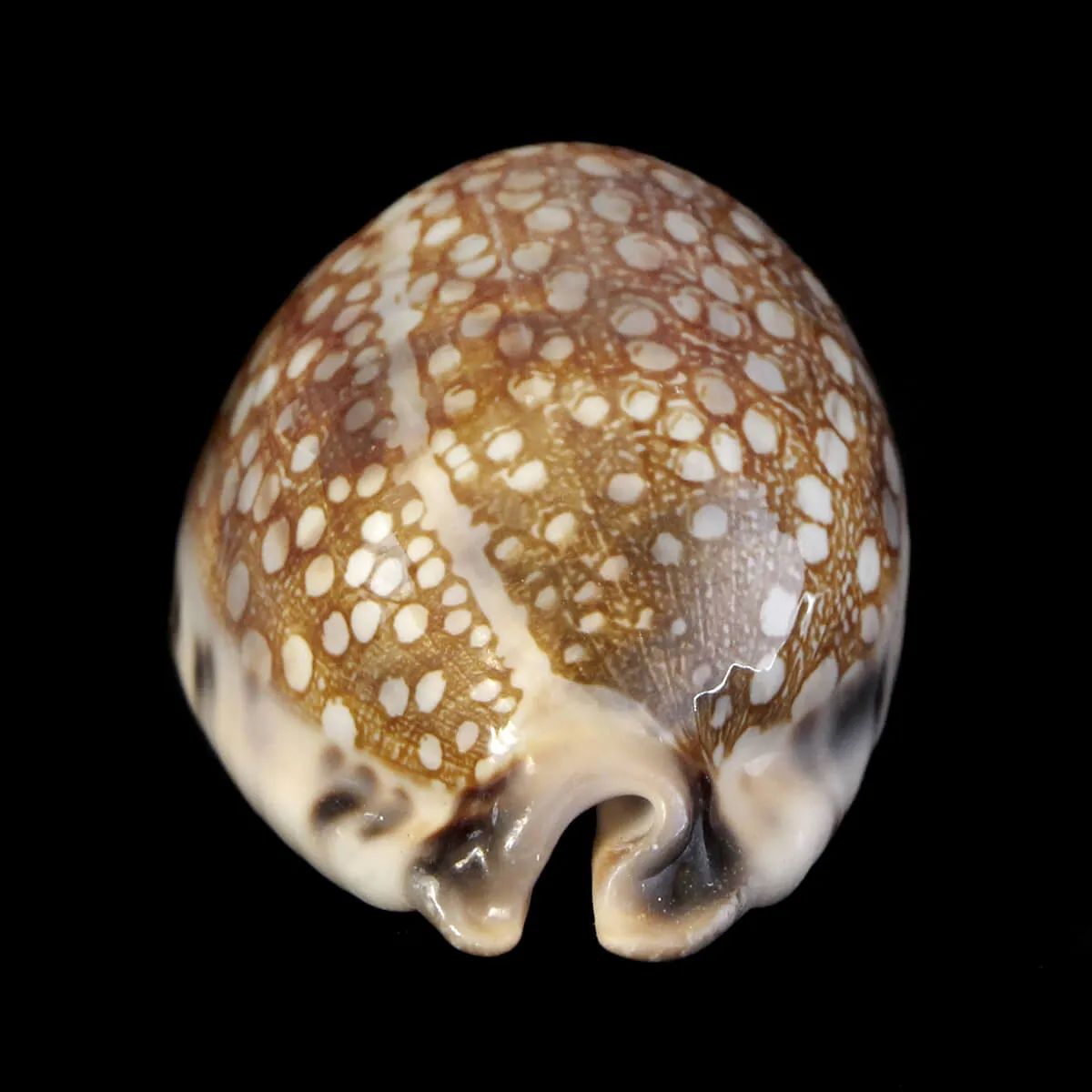 Mauritia Histrio
