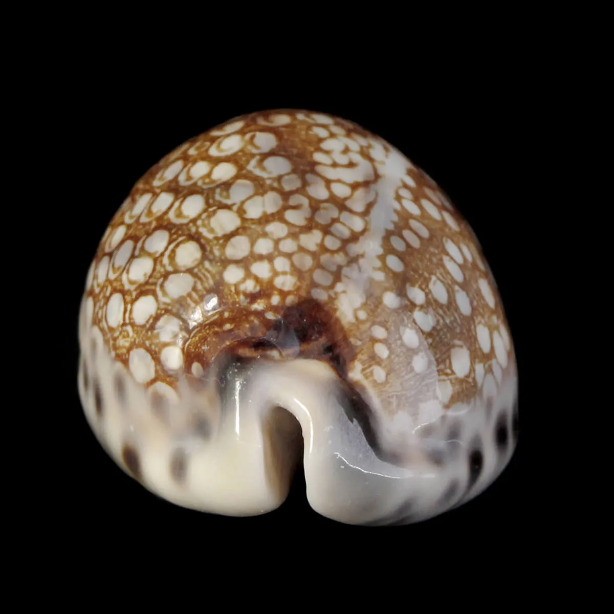 Mauritia Histrio