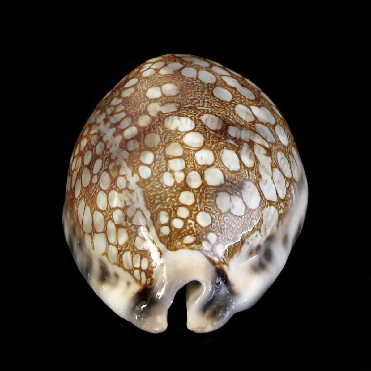 Mauritia Histrio