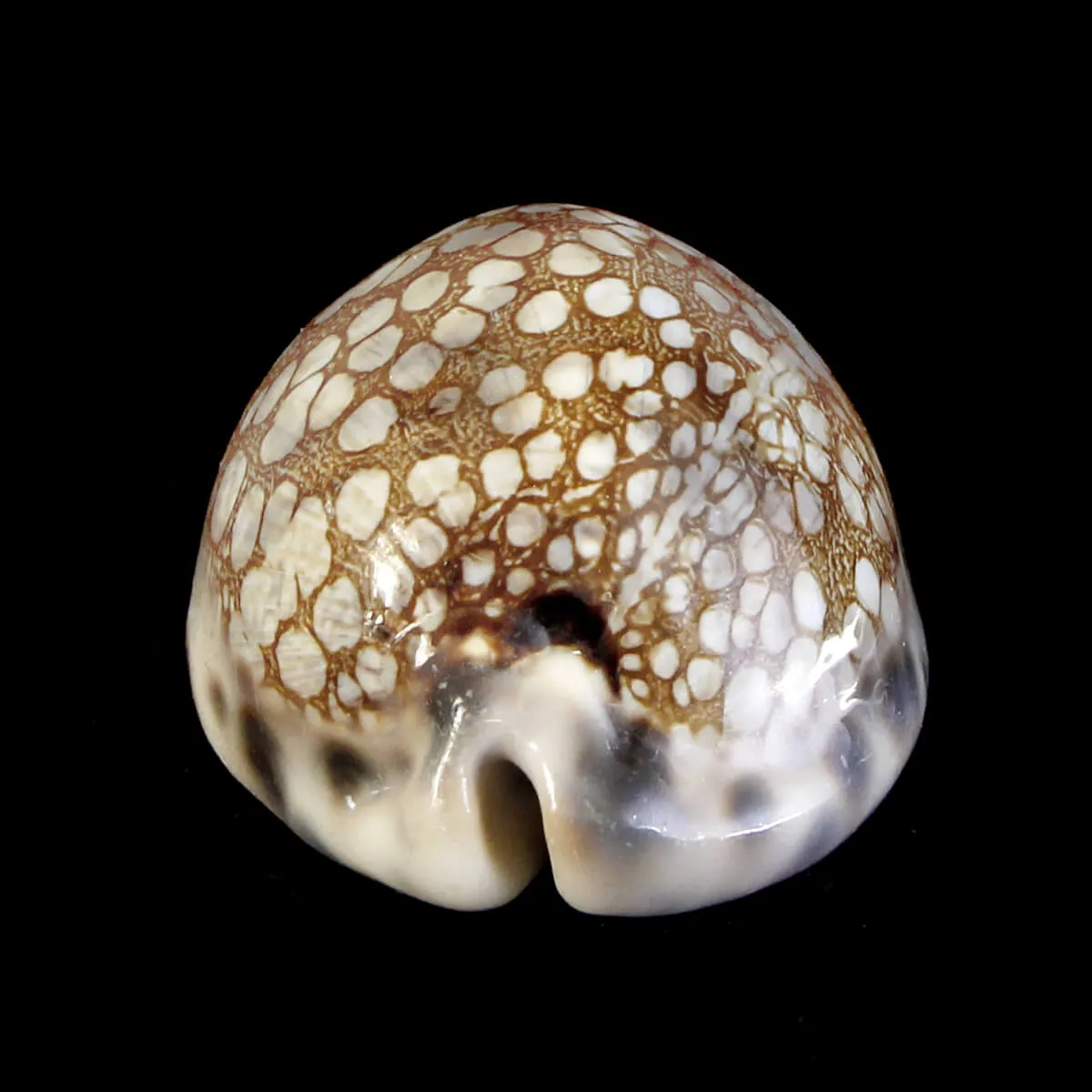 Mauritia Histrio