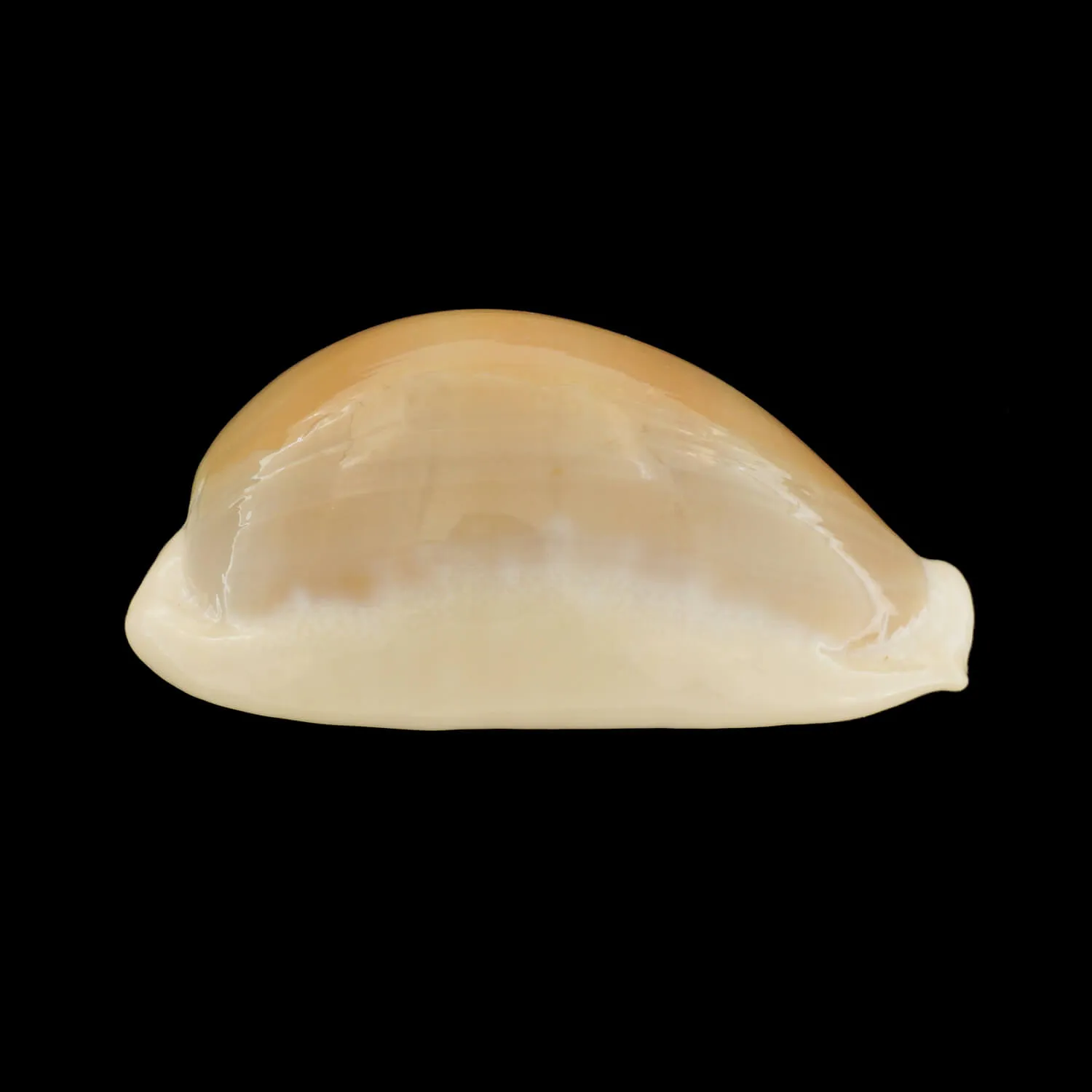 Lyncina Camelopardalis var. Mariae