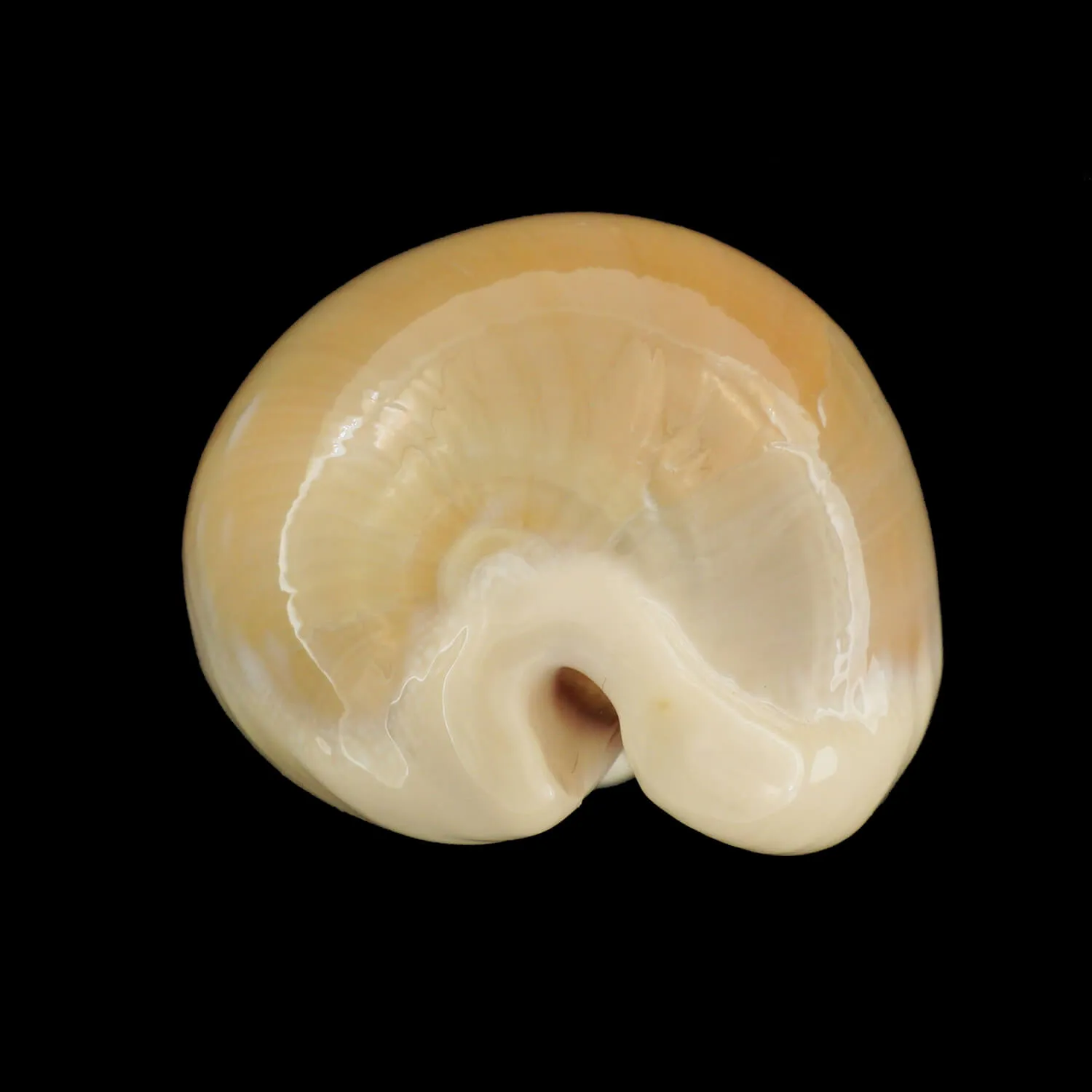 Lyncina Camelopardalis var. Mariae