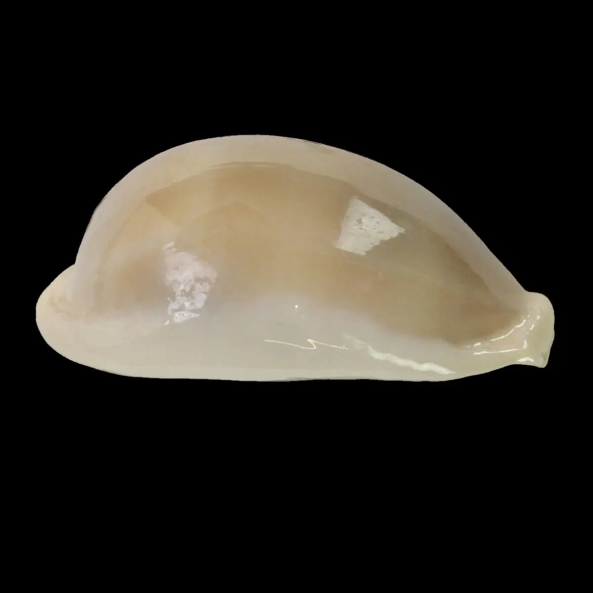 Lyncina Camelopardalis var. Mariae