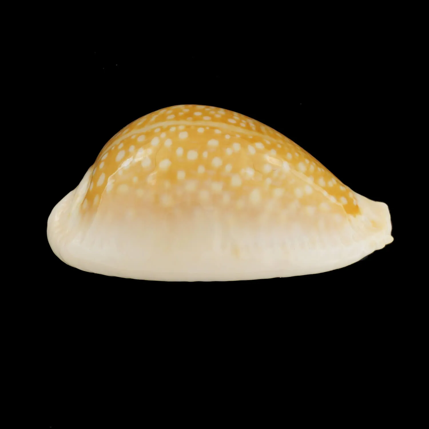 Naria Miliaris