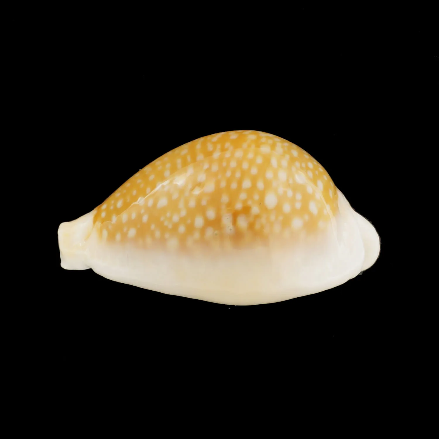 Naria Miliaris