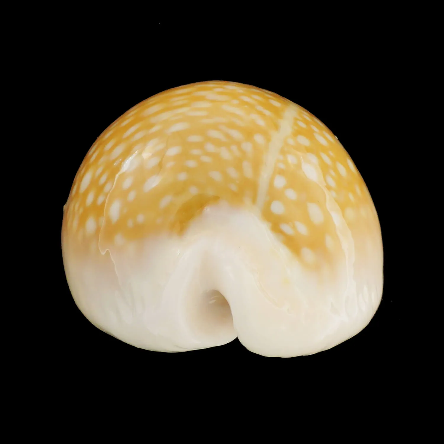 Naria Miliaris