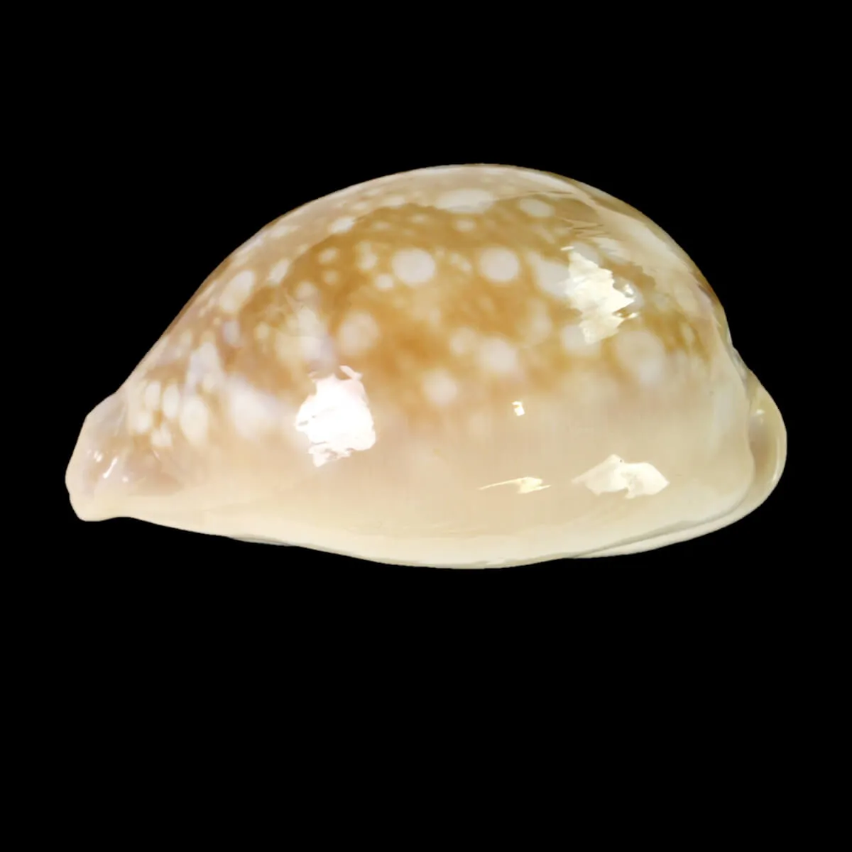 Callistocypraea Nivosa