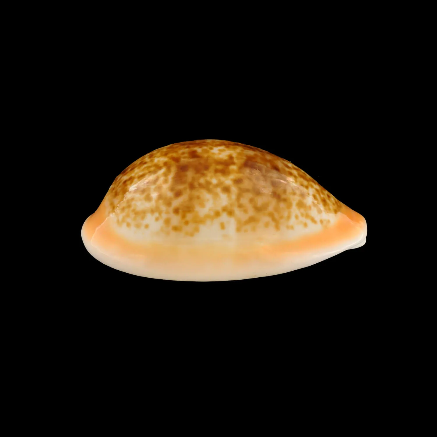 Cypraea Arabica Immanis